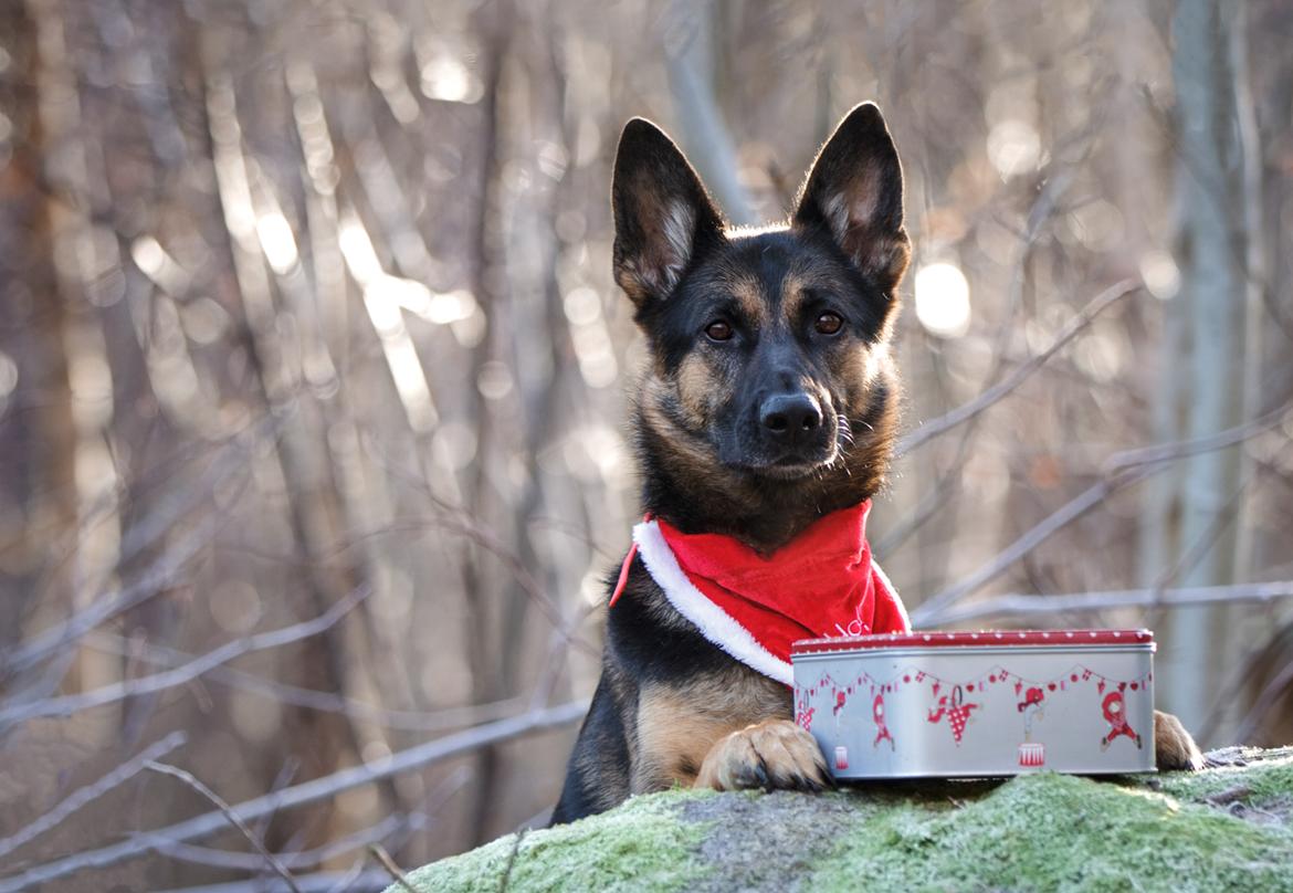 Schæferhund Amager's Nicki billede 46