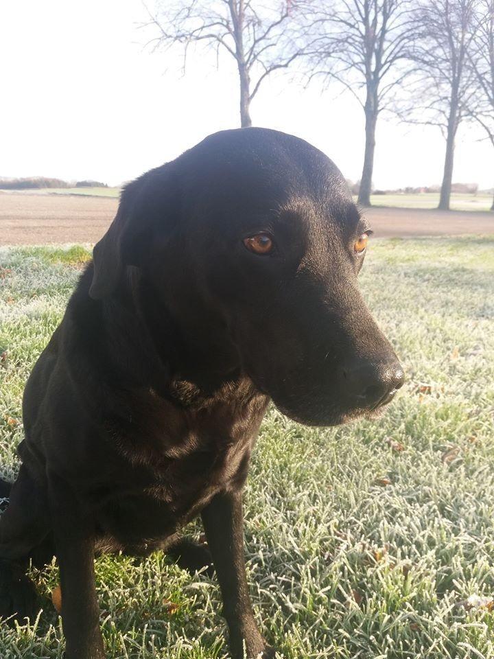 Labrador retriever † Sif †  billede 7