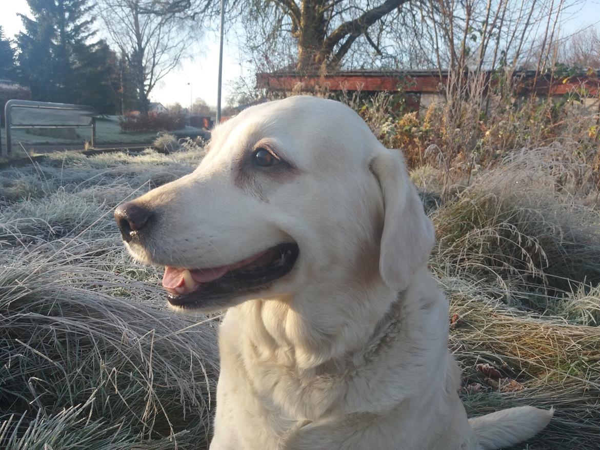 Blanding af racer †Puk† billede 49