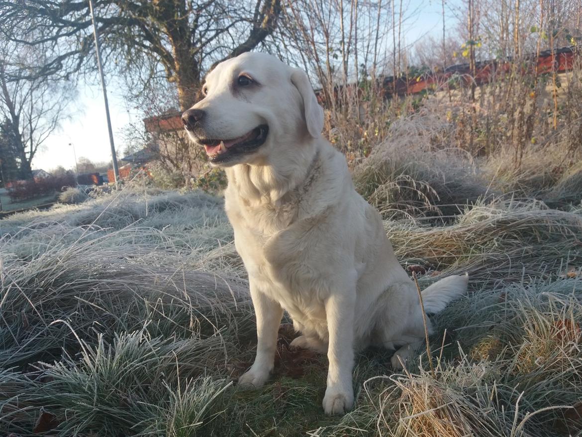 Blanding af racer †Puk† - Taget 2019 billede 3