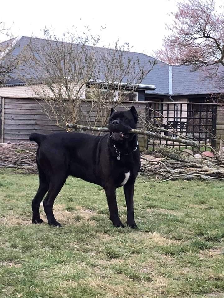 Cane corso Batman  billede 8