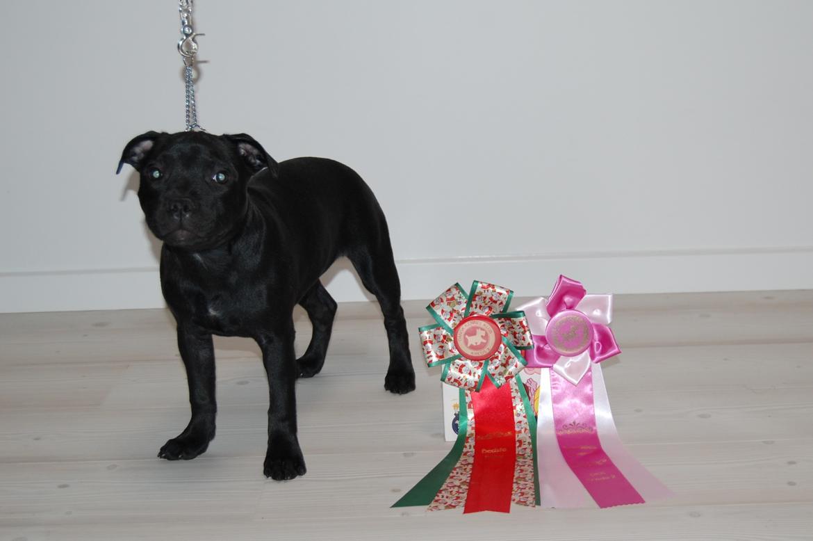Staffordshire bull terrier Kida - 1 december 2019, skue i Køge. Særdeles lovende, BIR baby. billede 32