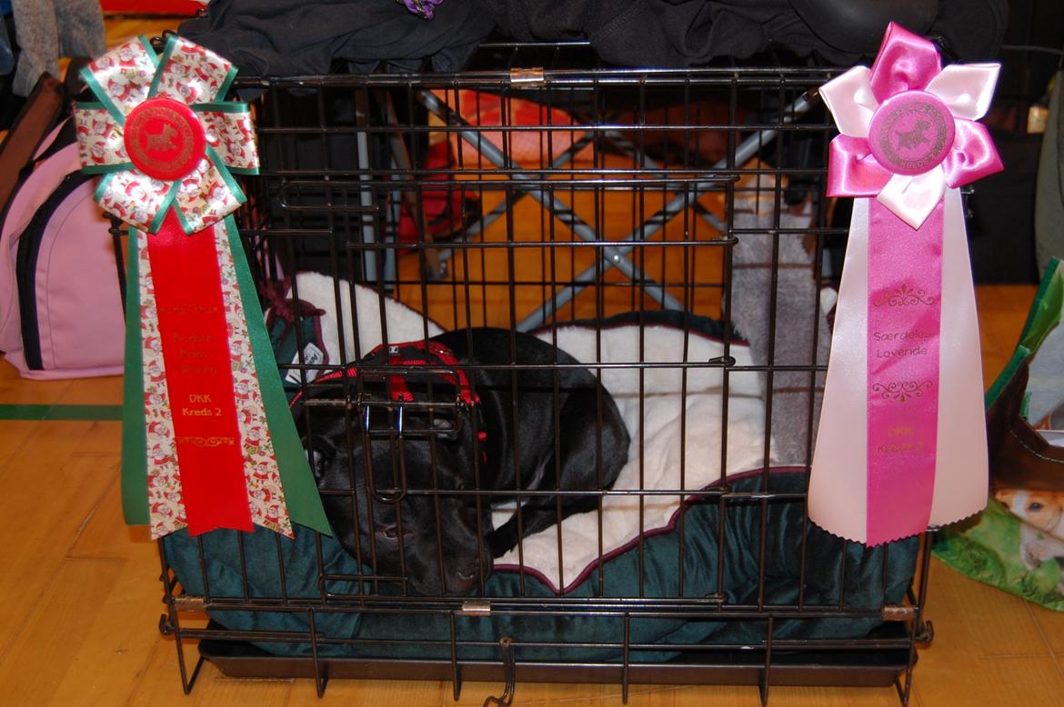 Staffordshire bull terrier Kida - Køge Juleskue D. 01/12-2019. SL, BIR billede 31