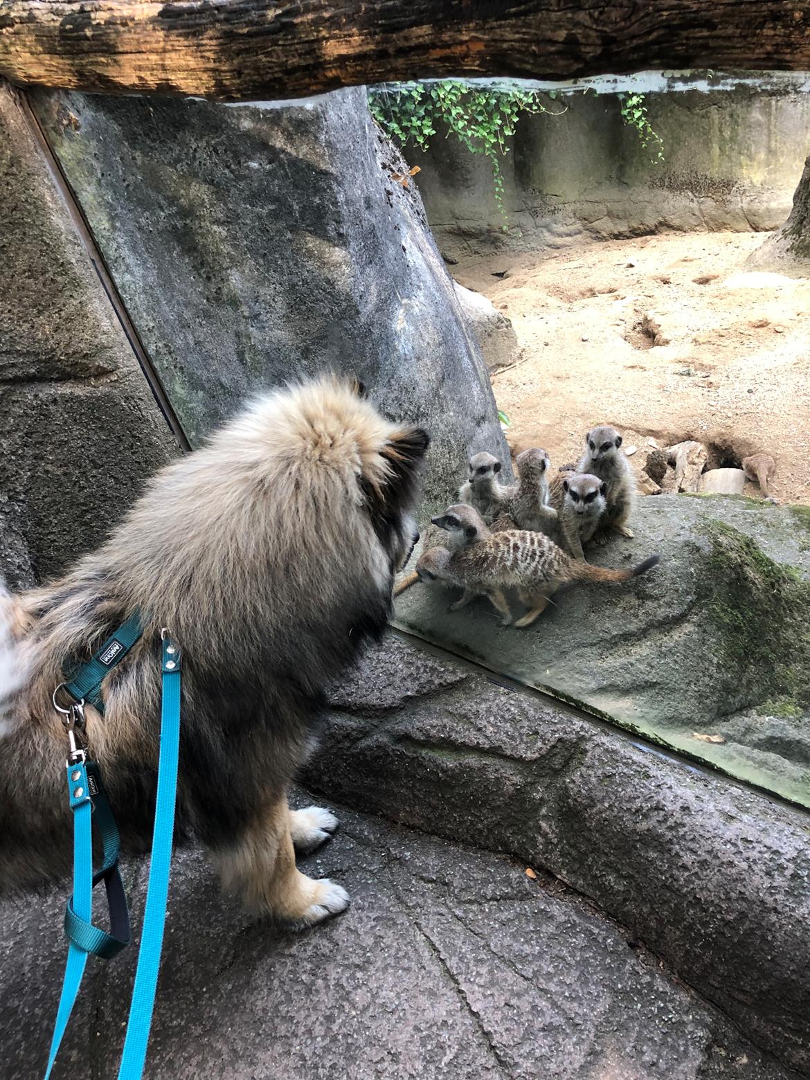 Eurasier Misha (Arachuns Kurojaki) billede 26