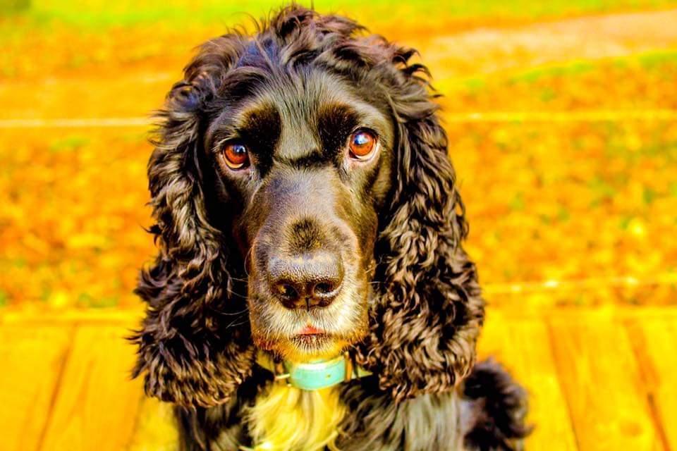 Cocker spaniel Koma billede 2