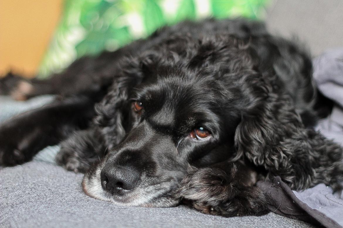 Cocker spaniel Koma billede 1