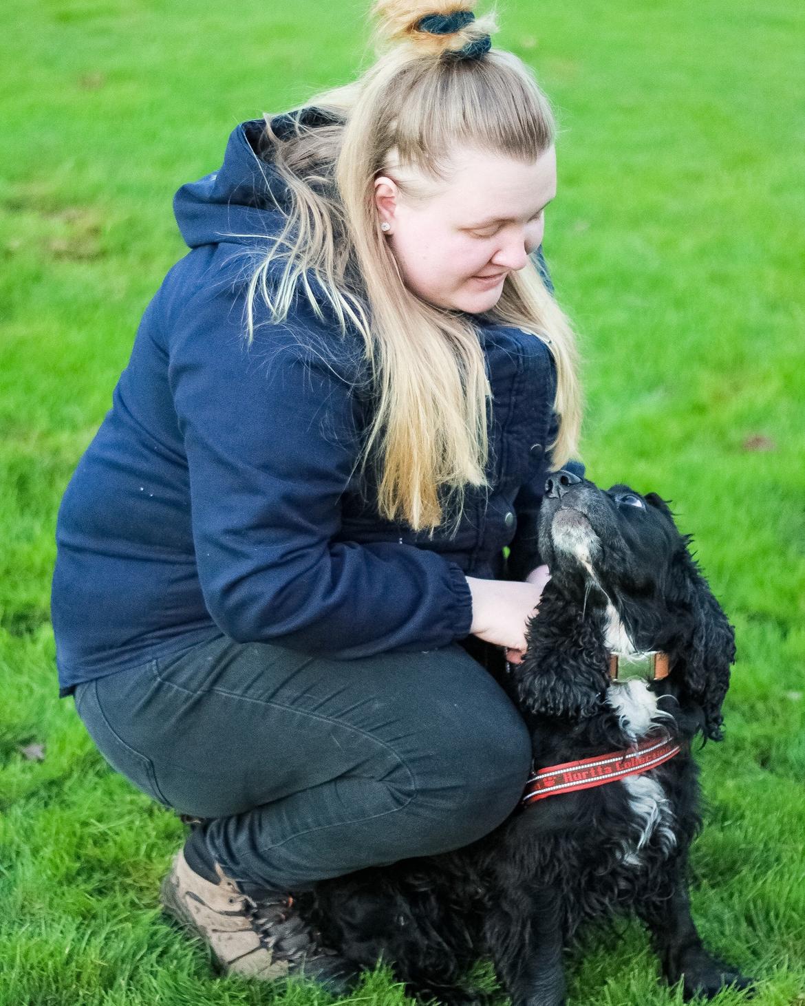 Cocker spaniel Koma billede 8