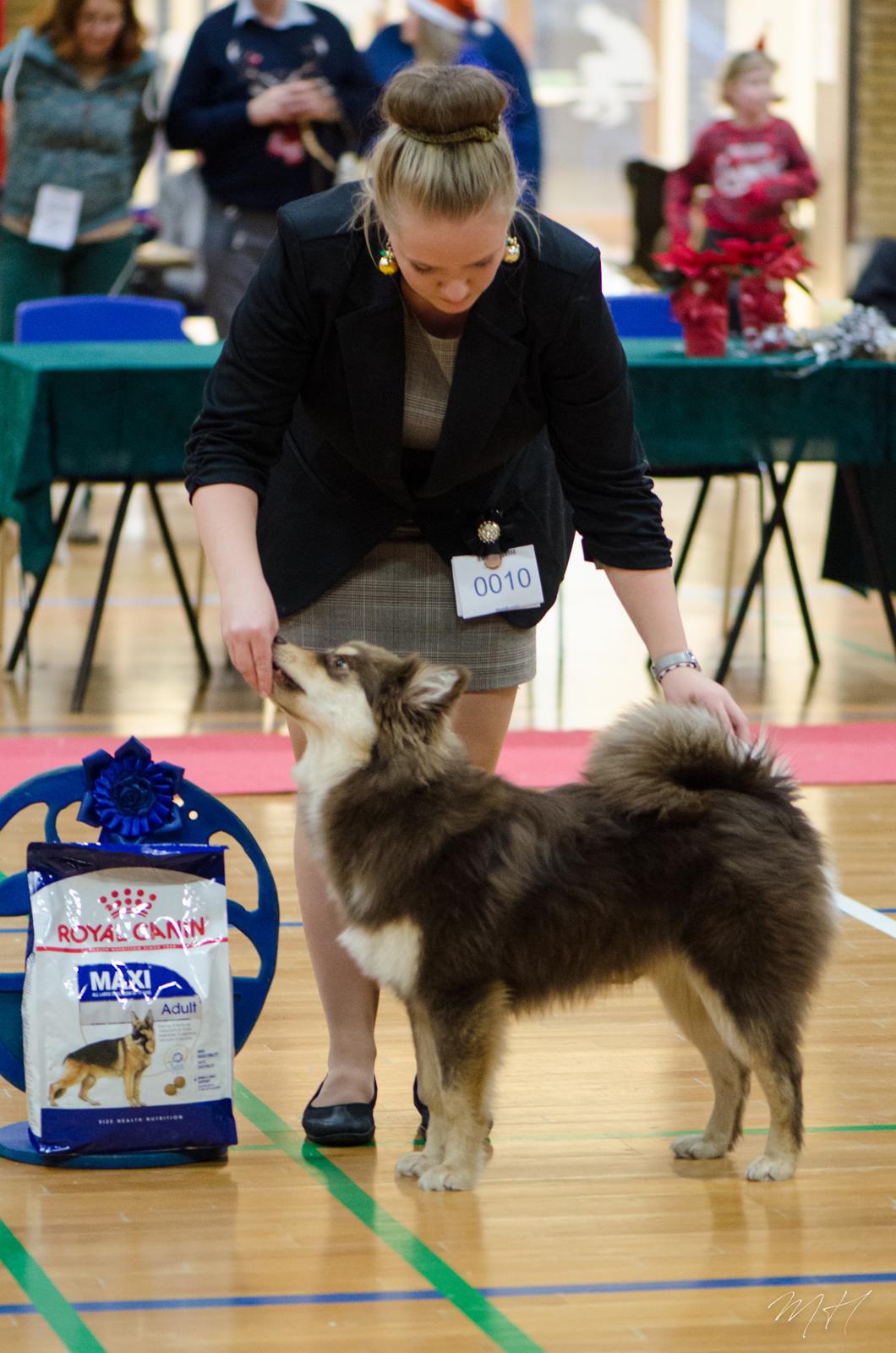 Finsk lapphund Lapinkaunis Shelby Maverick - BIS2 Hvalp 7 måneder gammel  billede 6