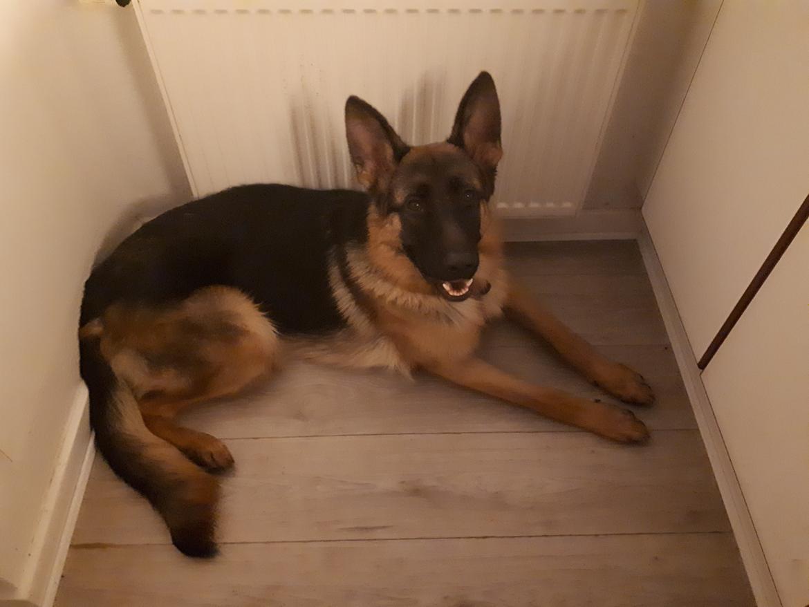 Schæferhund Santo jr. - 11 mdr billede 39