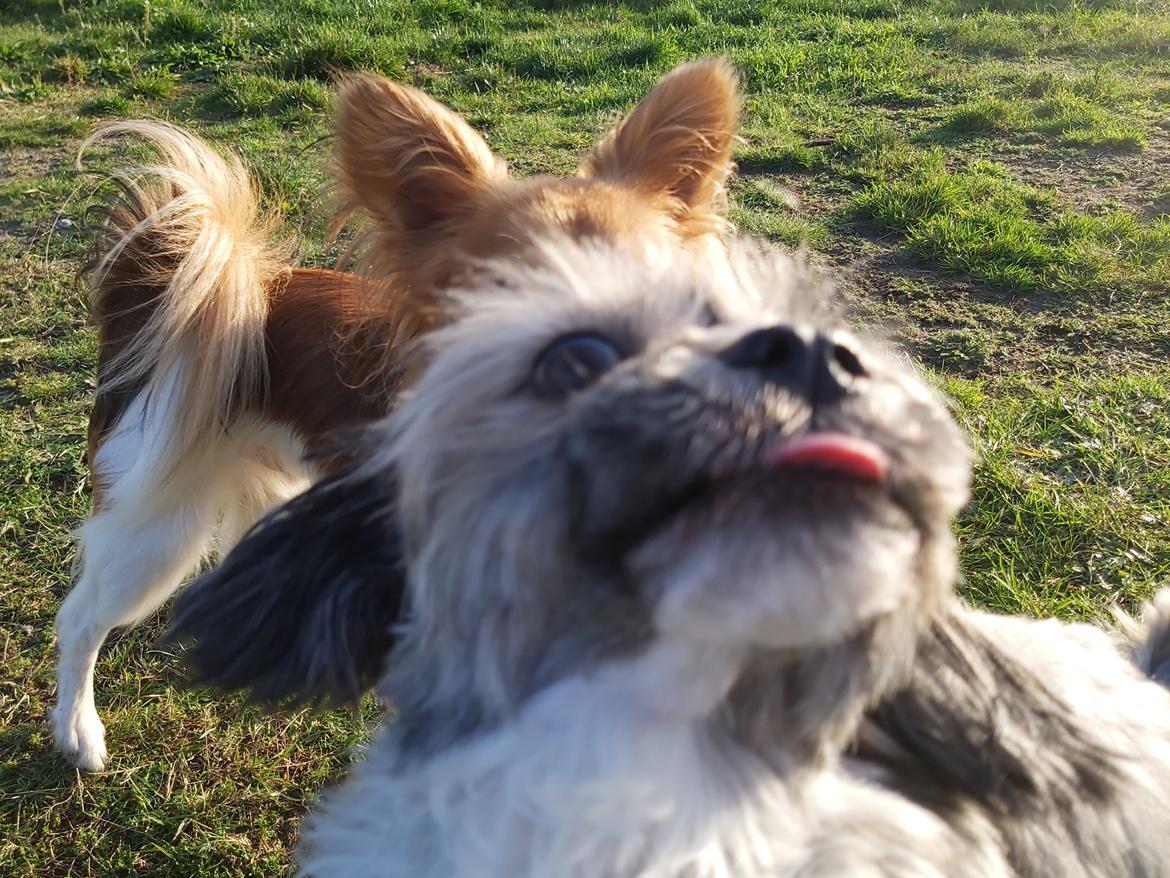 Lhasa apso Tulle *mors*  billede 2