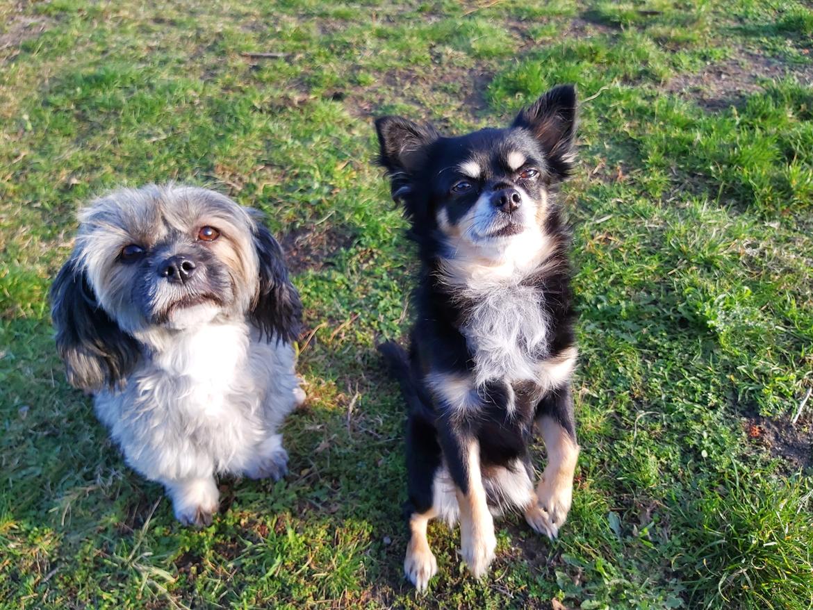 Lhasa apso Tulle *mors*  billede 3