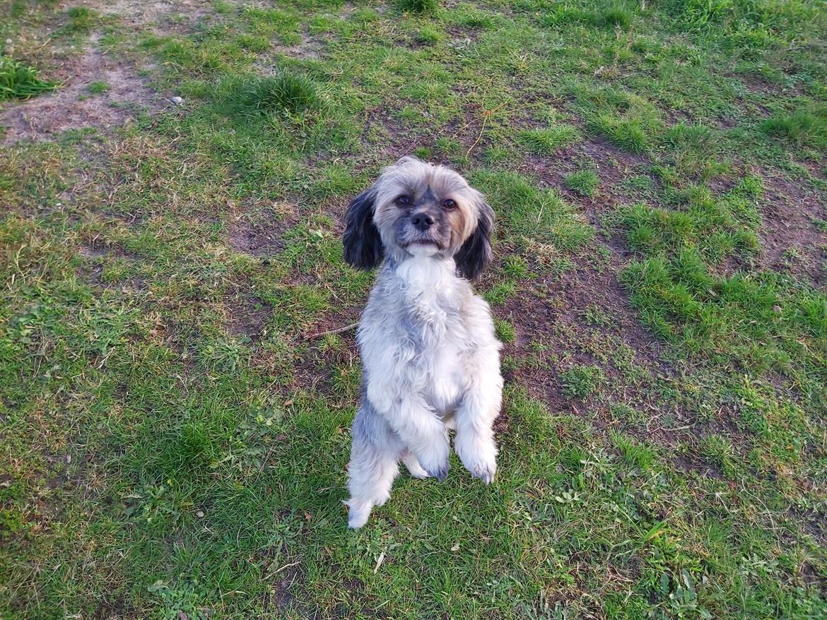 Lhasa apso Tulle *mors*  billede 1