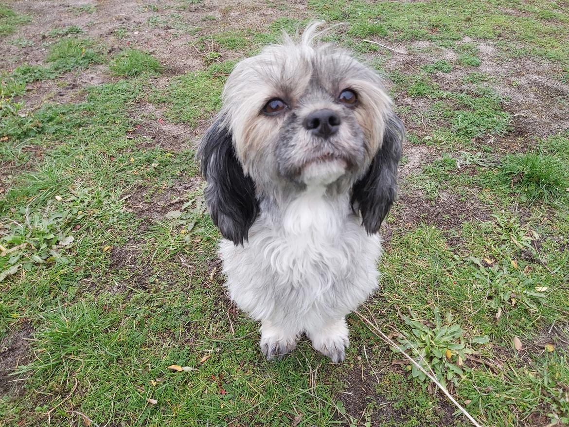 Lhasa apso Tulle *mors*  billede 4