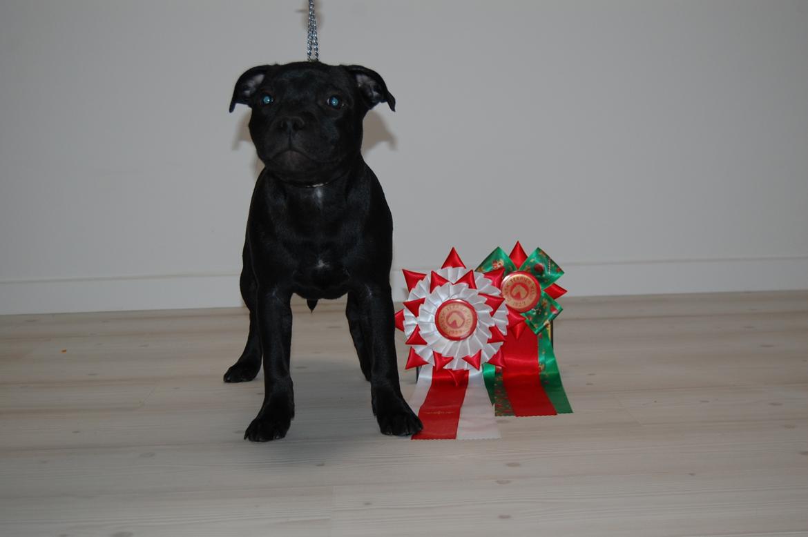 Staffordshire bull terrier Kida - 7 december 2019, skue i Hvidovre. særdeles lovende, BIR baby billede 33