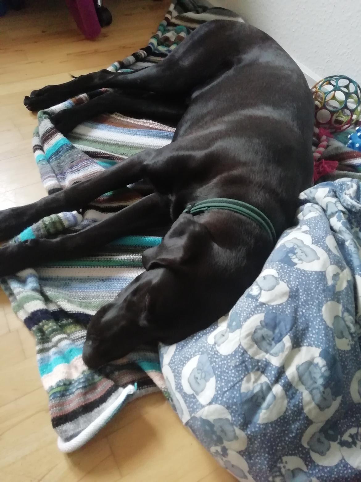 Blanding af racer Zuko billede 3