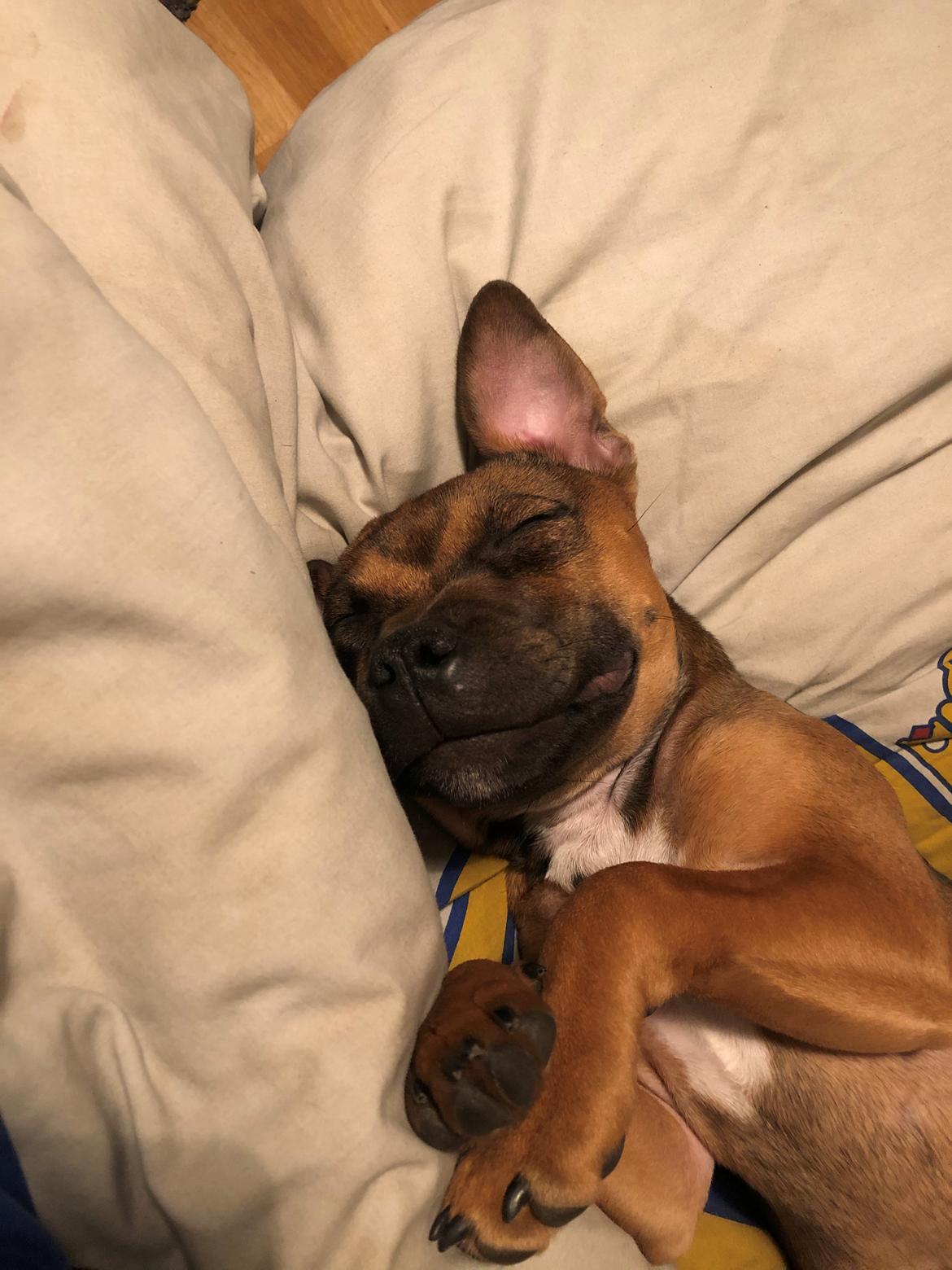 Staffordshire bull terrier Kenya  billede 25