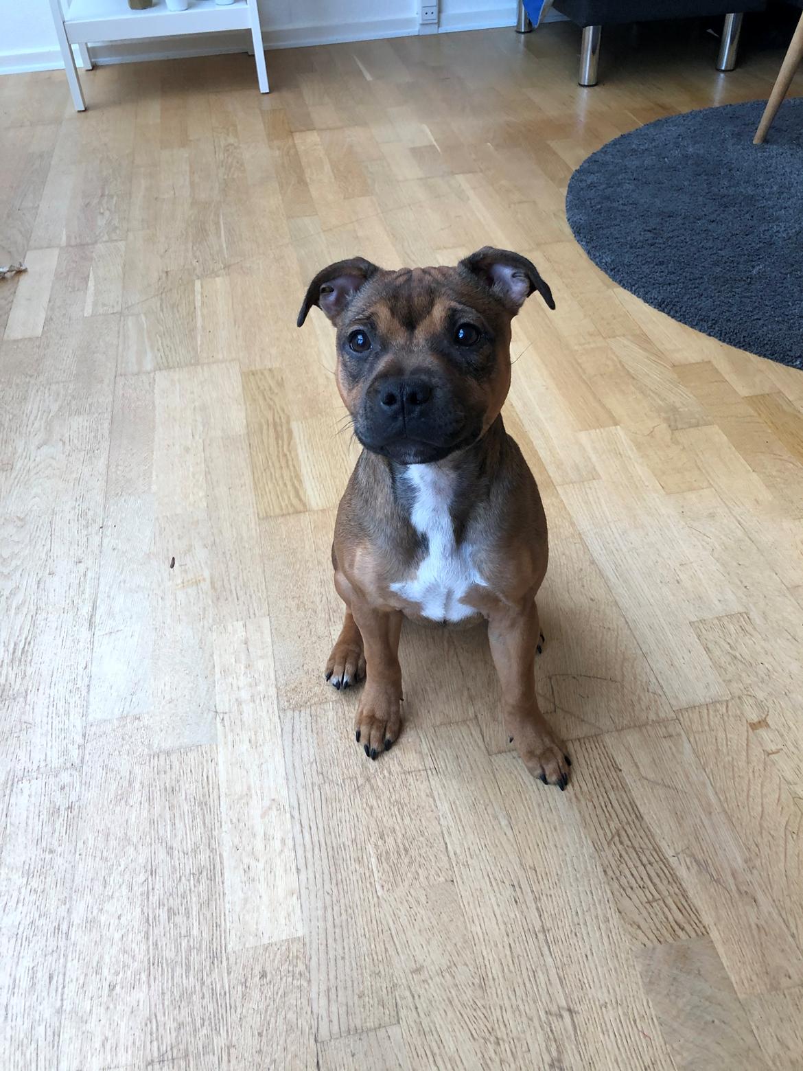 Staffordshire bull terrier Kenya  billede 26