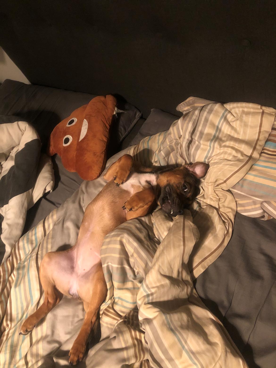 Staffordshire bull terrier Kenya  billede 27