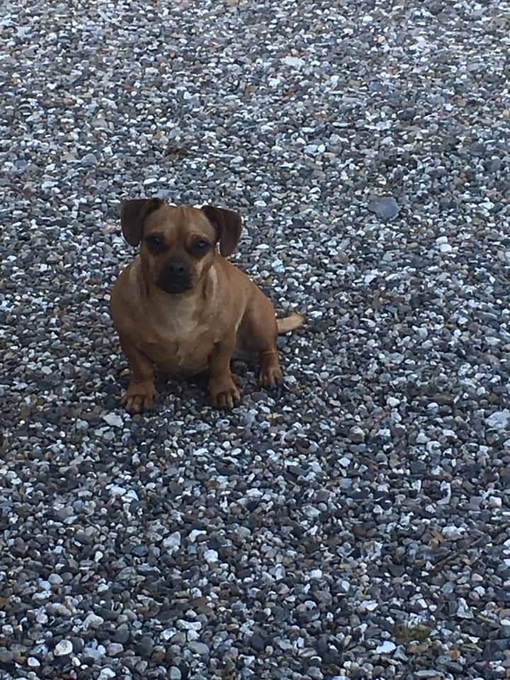 Blanding af racer fifi  billede 4