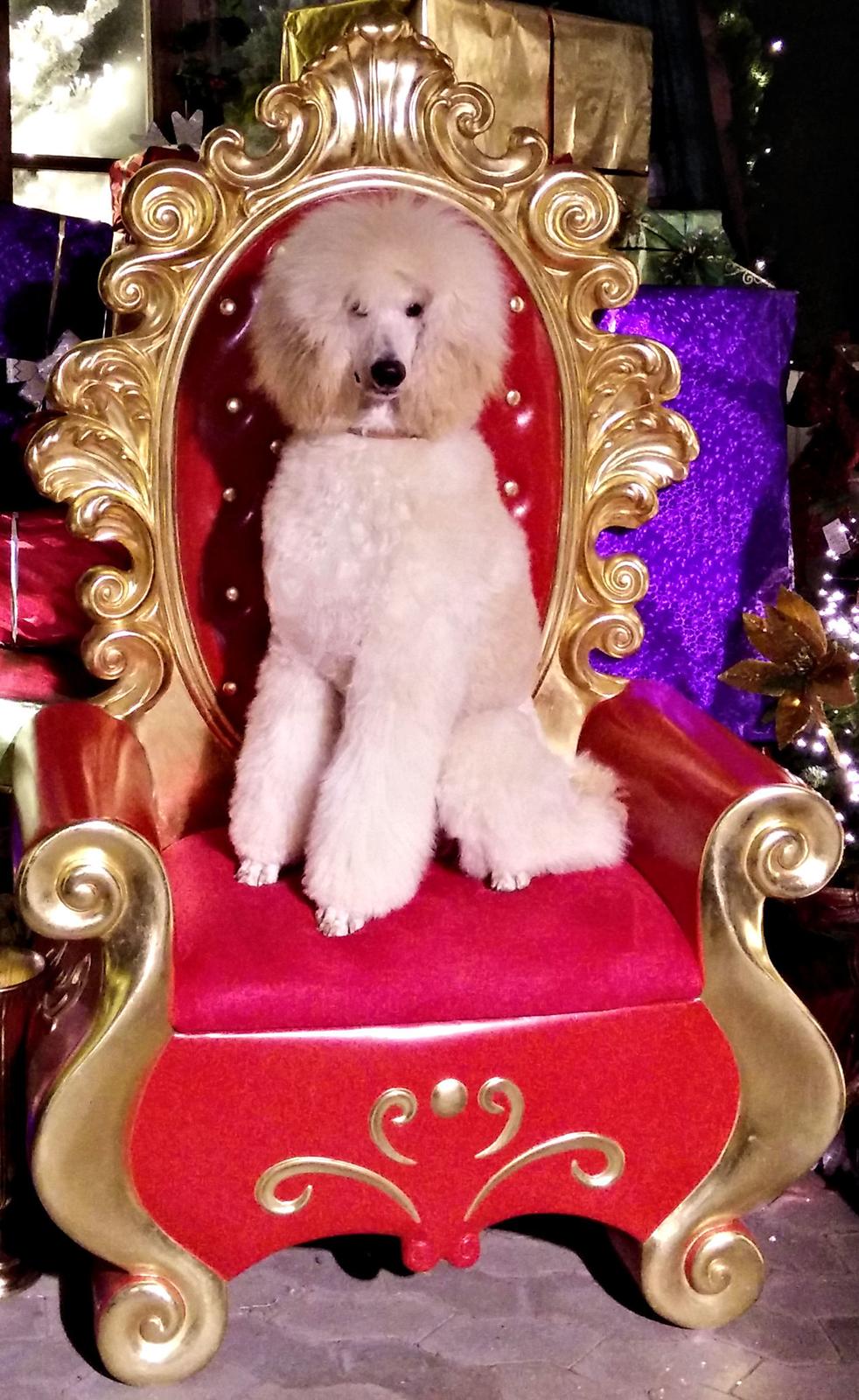 Storpuddel Max billede 1