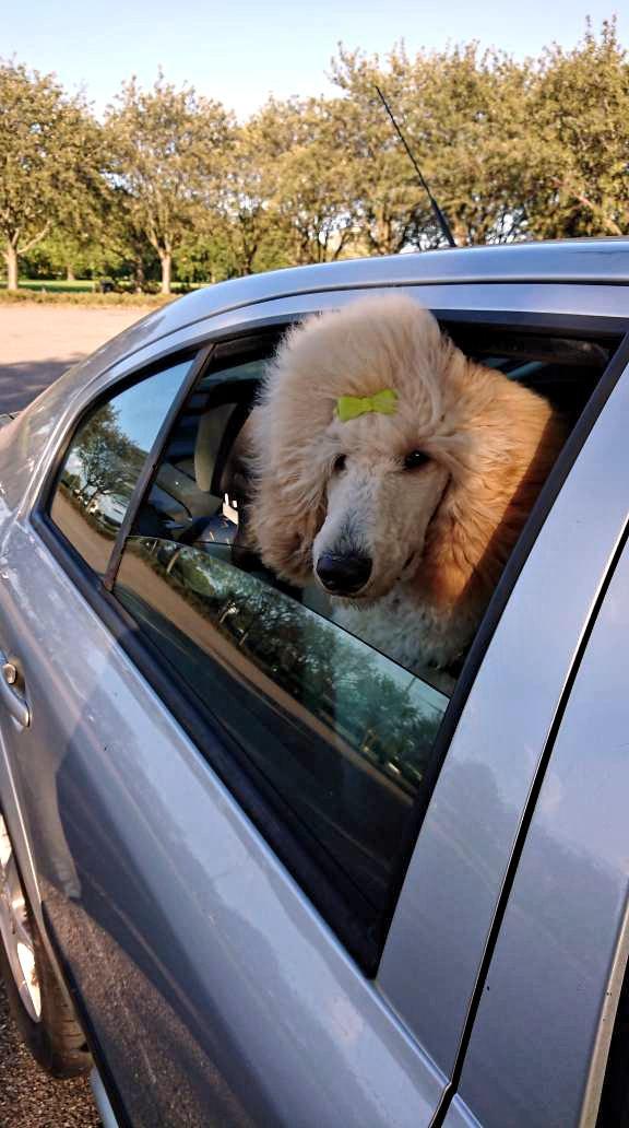 Storpuddel Max billede 4