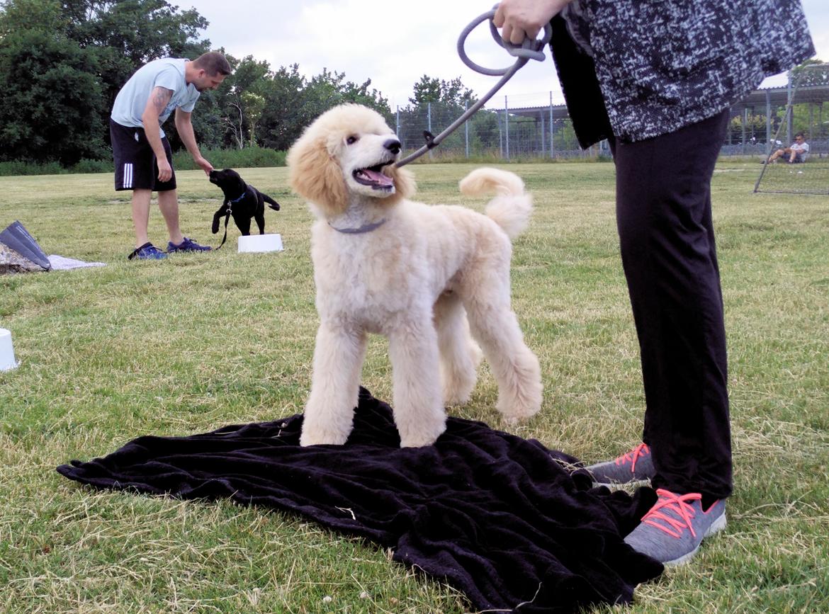 Storpuddel Max billede 5