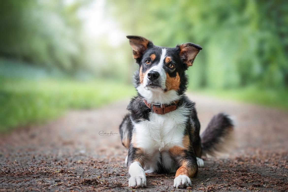 Border collie Lupin aka. Antti billede 11