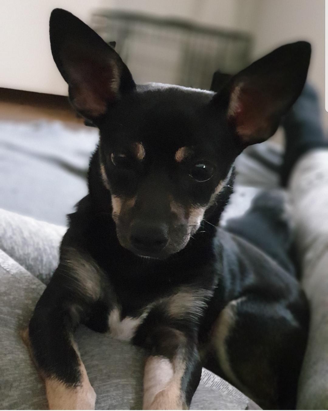 Chihuahua Couda La Vroni  billede 4