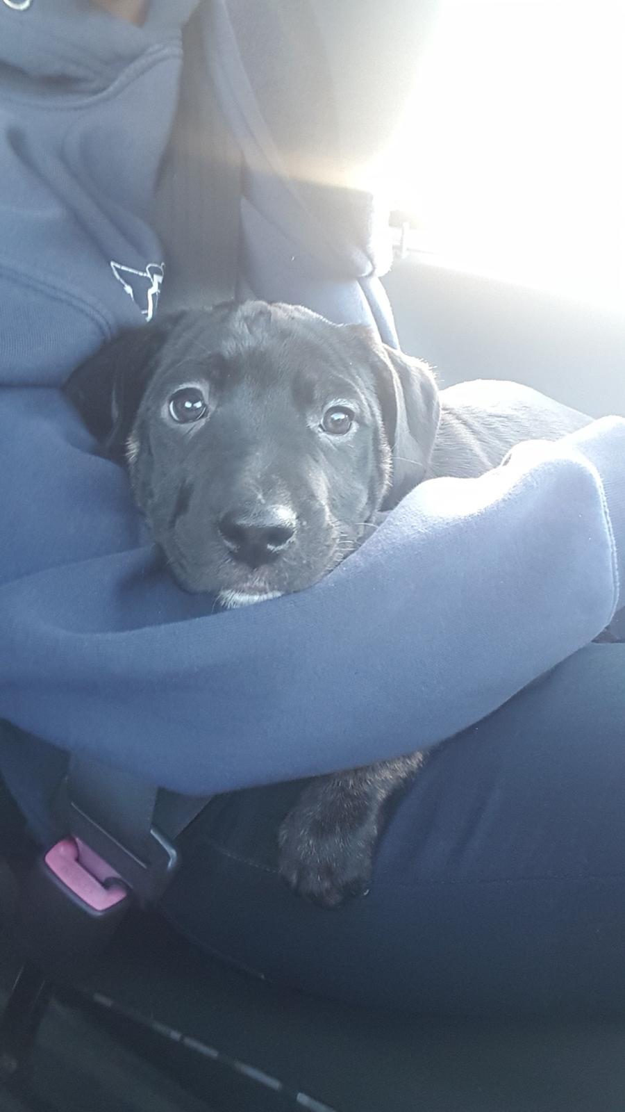 Blanding af racer Baloo - Dagen han blev hentet. 9 uger  billede 2