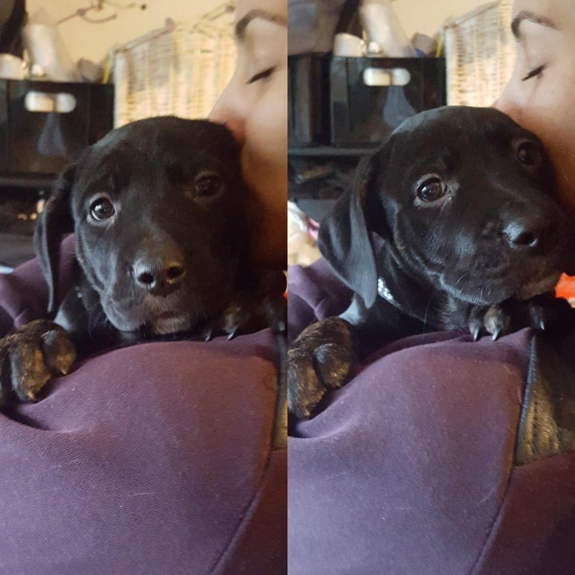 Blanding af racer Baloo - Første besøg. 8 uger billede 3