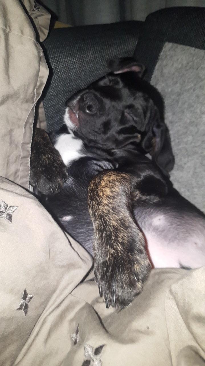 Blanding af racer Baloo - 9 uger billede 4