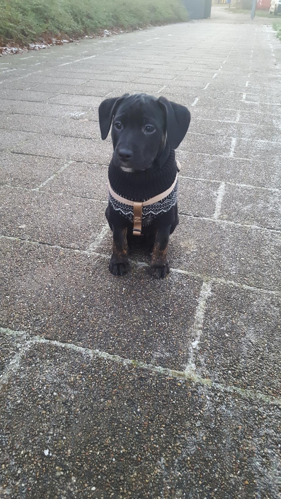 Blanding af racer Baloo - 9 uger billede 1