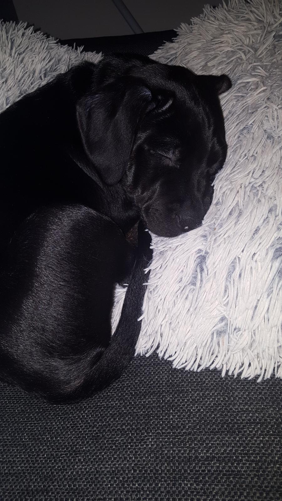 Blanding af racer Baloo - 9 uger billede 5