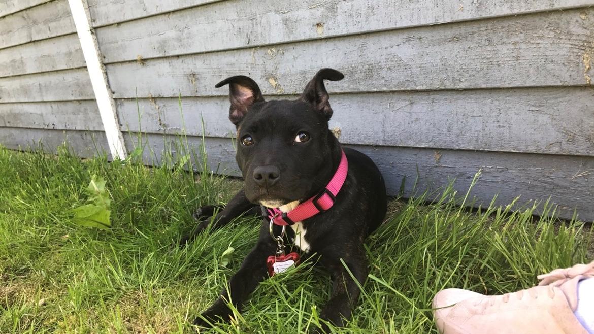 Staffordshire bull terrier Prada - Her ser du mig da jeg var lille, ca 6 måneder gammel billede 2