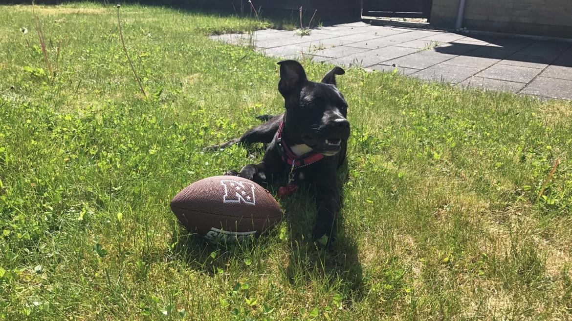 Staffordshire bull terrier Prada - Jeg kan rigtig godt lide bolde men jeg kommer tit til at ødelægge dem billede 4