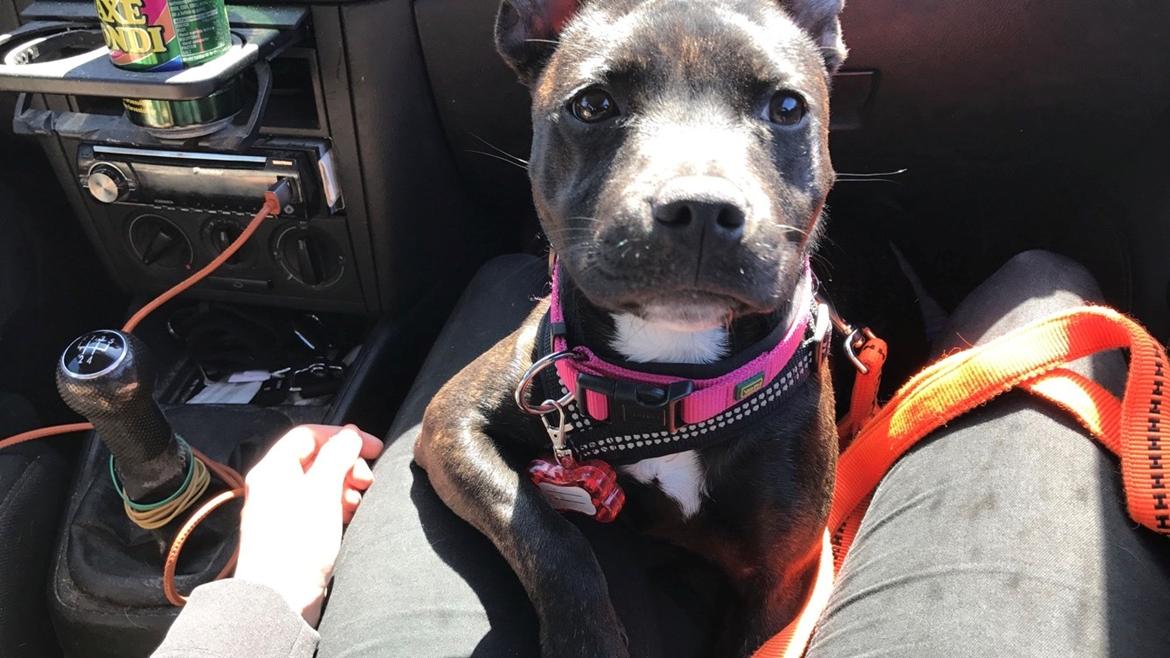 Staffordshire bull terrier Prada billede 5