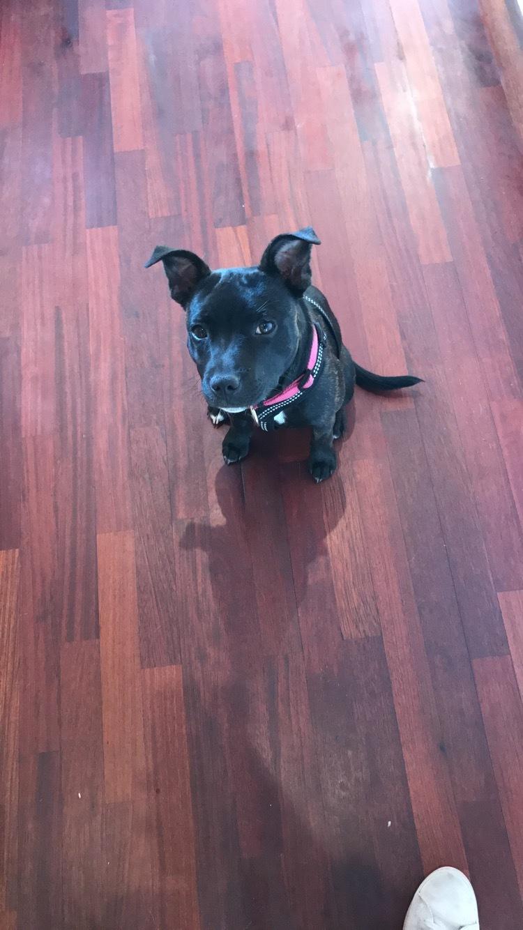 Staffordshire bull terrier Prada billede 6