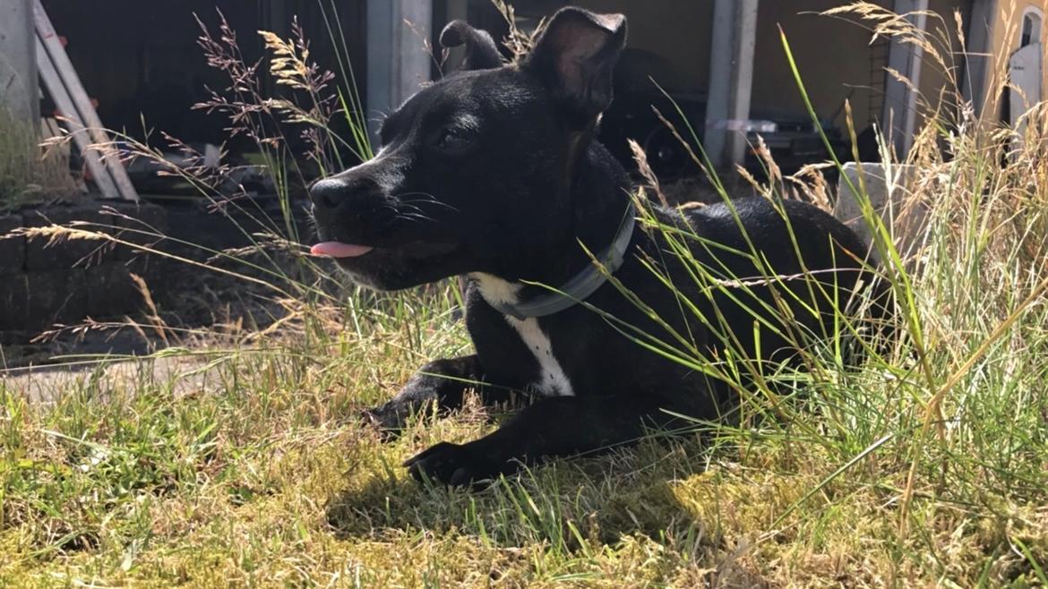 Staffordshire bull terrier Prada billede 7