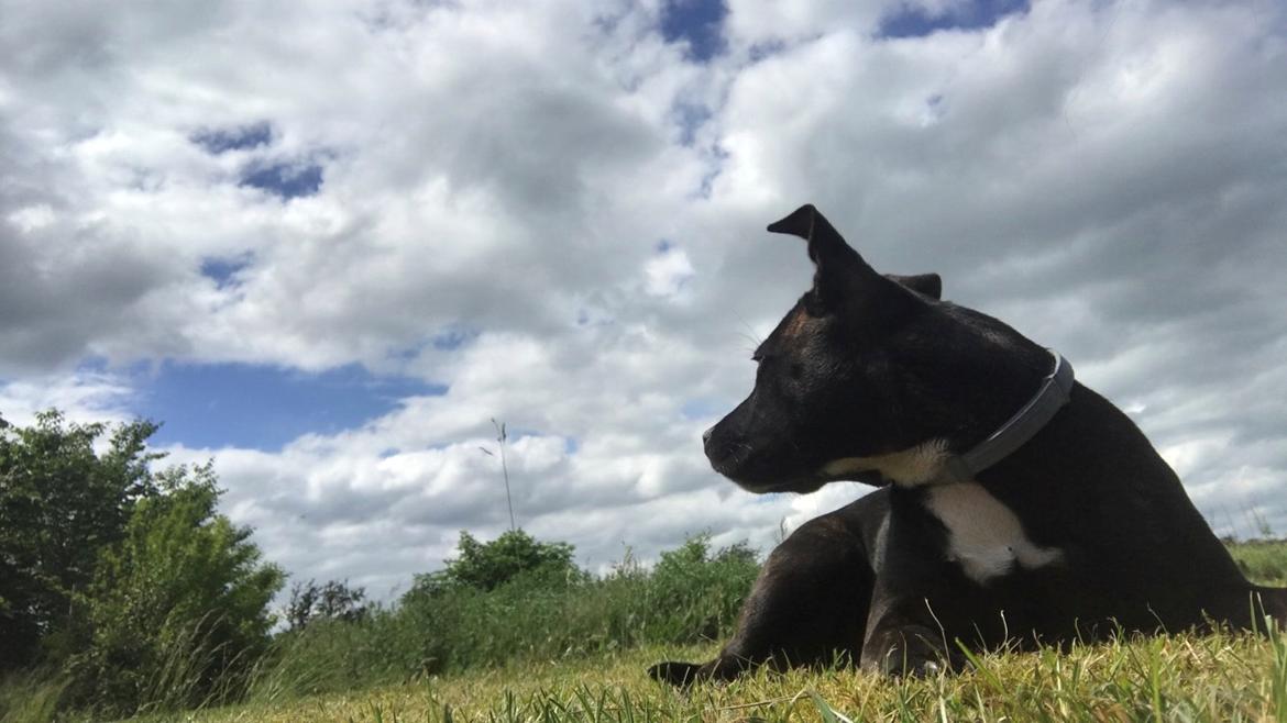 Staffordshire bull terrier Prada billede 8