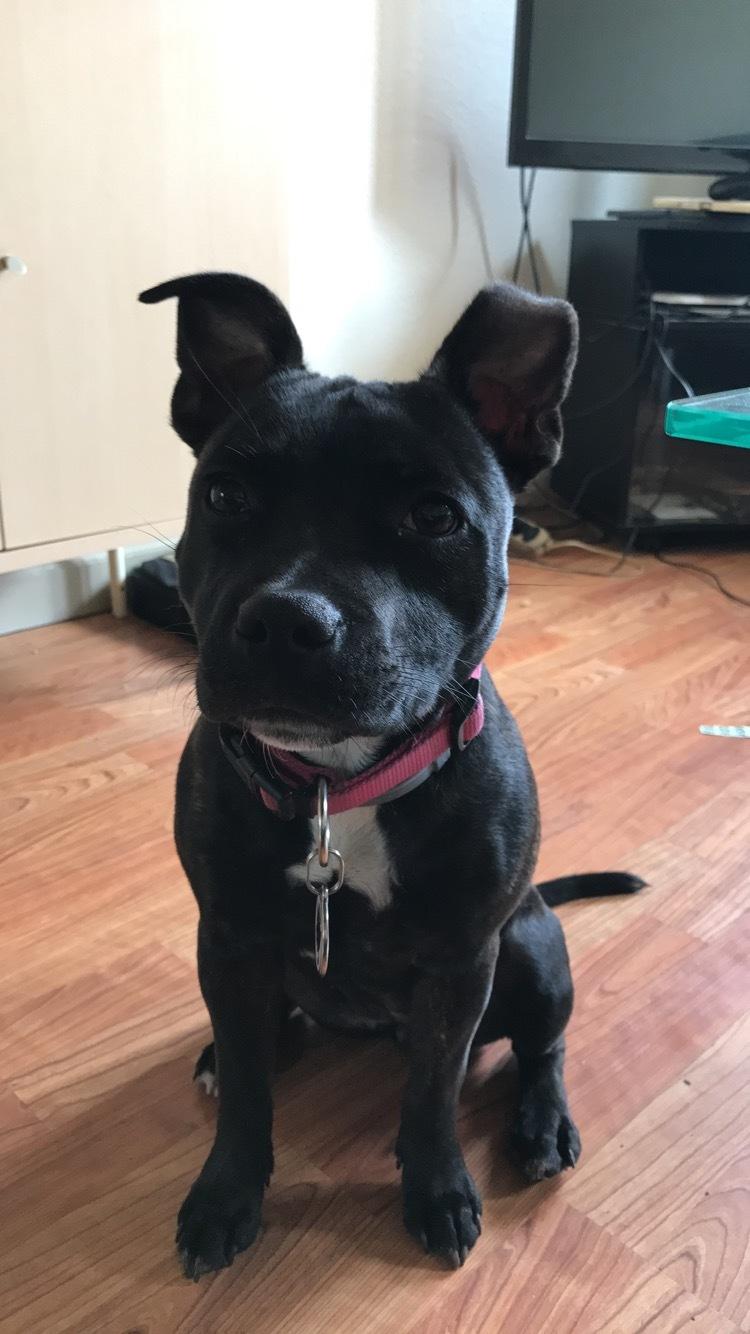 Staffordshire bull terrier Prada billede 9