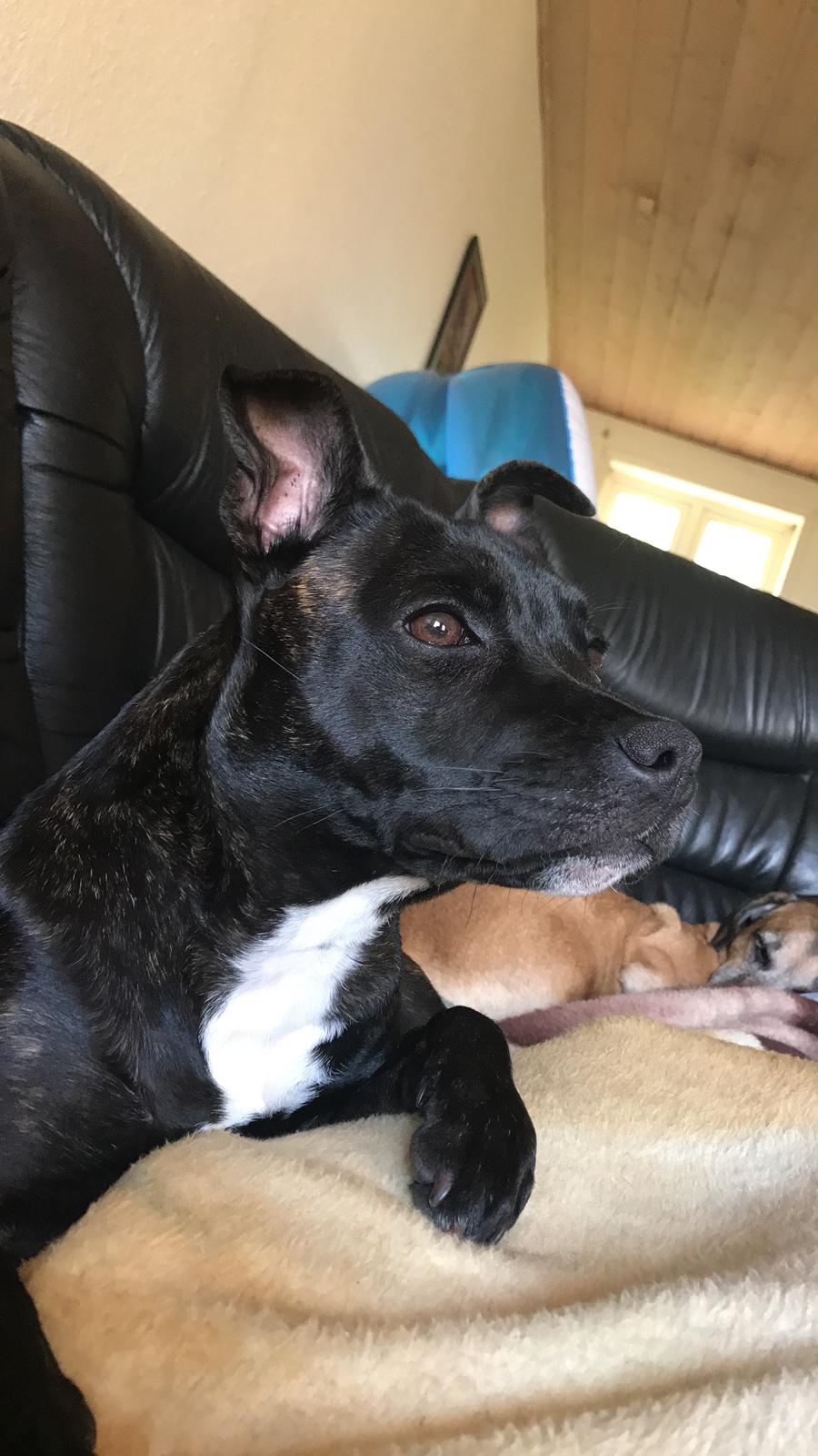 Staffordshire bull terrier Prada billede 10