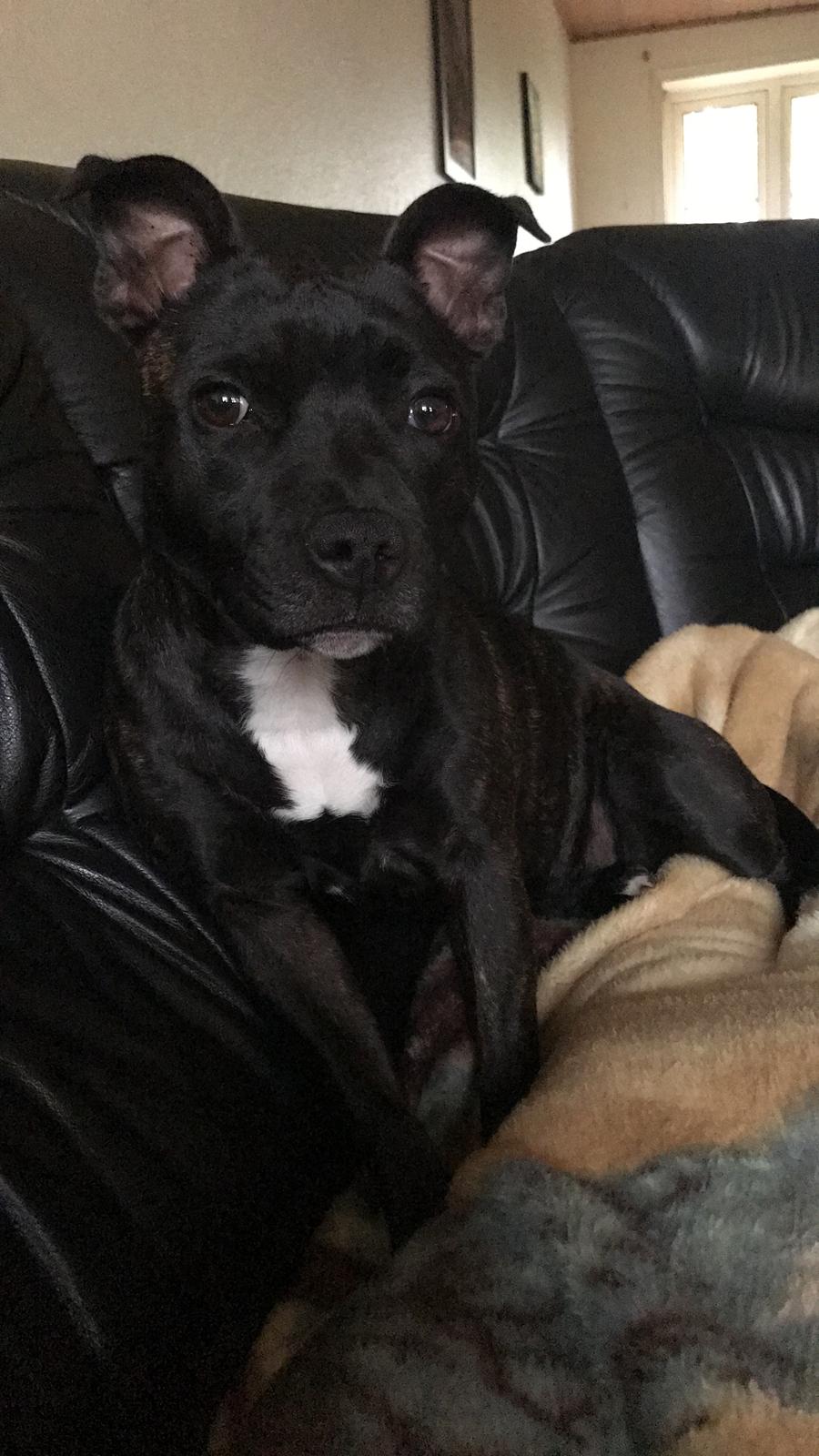 Staffordshire bull terrier Prada billede 11