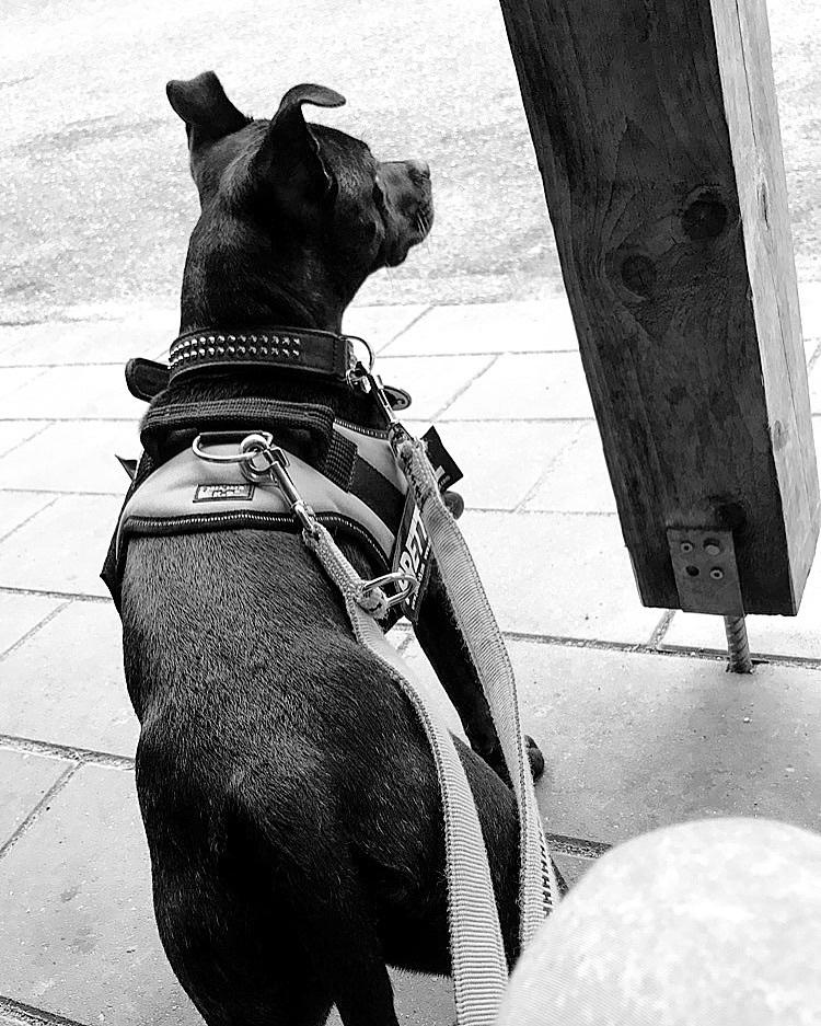 Staffordshire bull terrier Prada billede 12