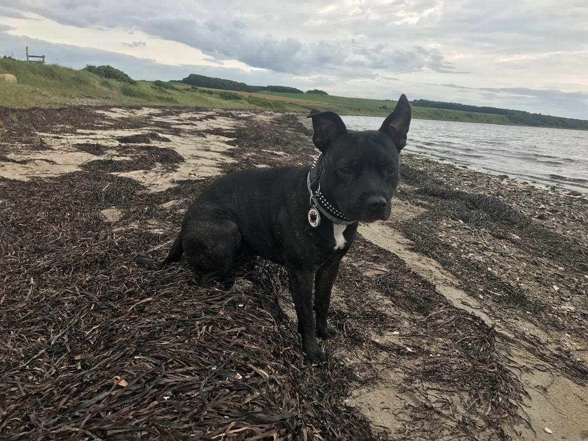 Staffordshire bull terrier Prada billede 13