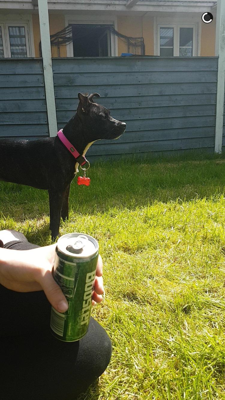 Staffordshire bull terrier Prada billede 3