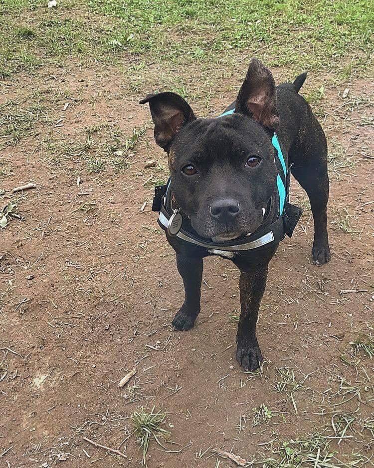 Staffordshire bull terrier Prada billede 14