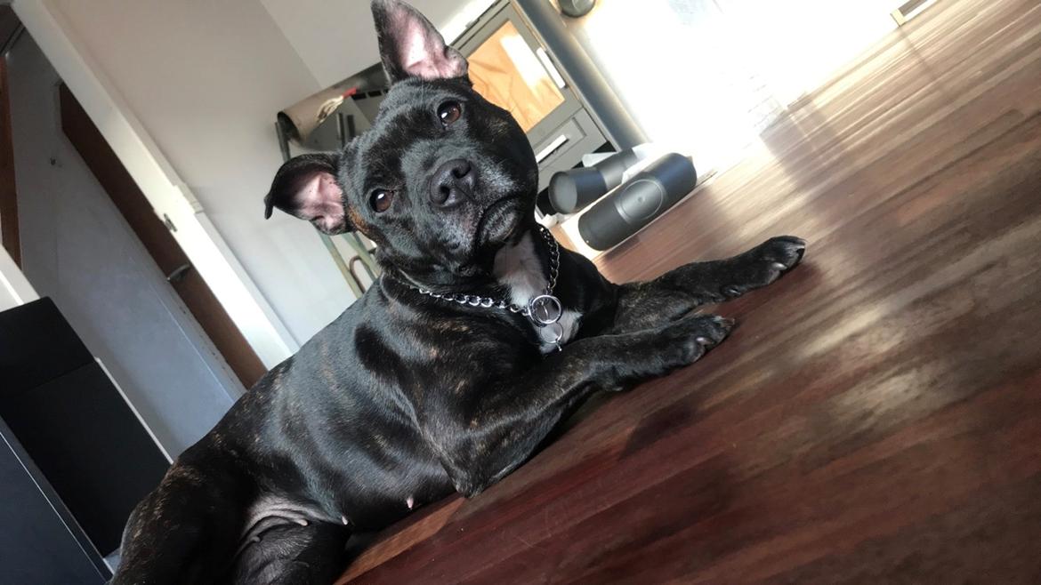 Staffordshire bull terrier Prada - Velkommen til min profil, mit navn er Prada billede 1