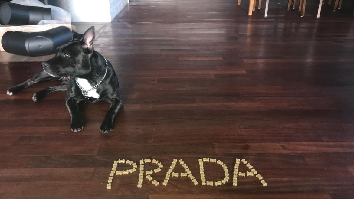 Staffordshire bull terrier Prada billede 17