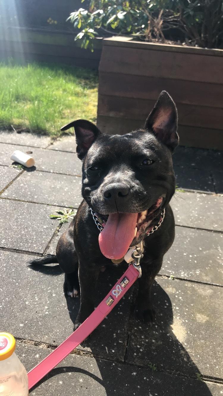 Staffordshire bull terrier Prada billede 18