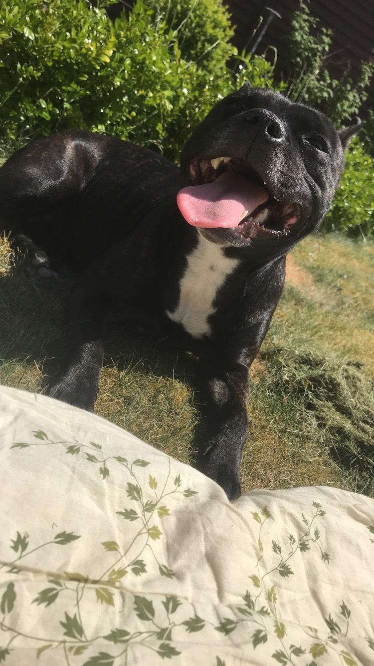 Staffordshire bull terrier Prada billede 19